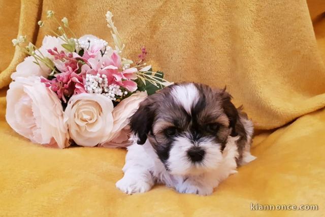  Deux magnifiques chiots shih tzu