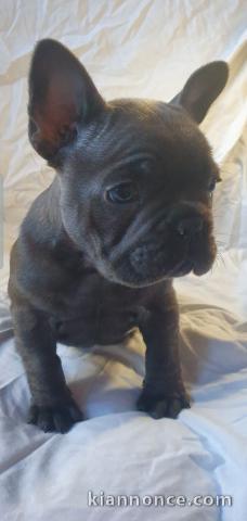 chiot type bouledogue Français