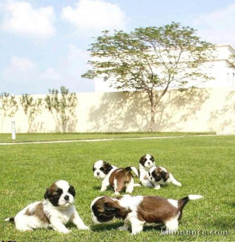 EXCELLENTS CHIOTS SHIH TZU