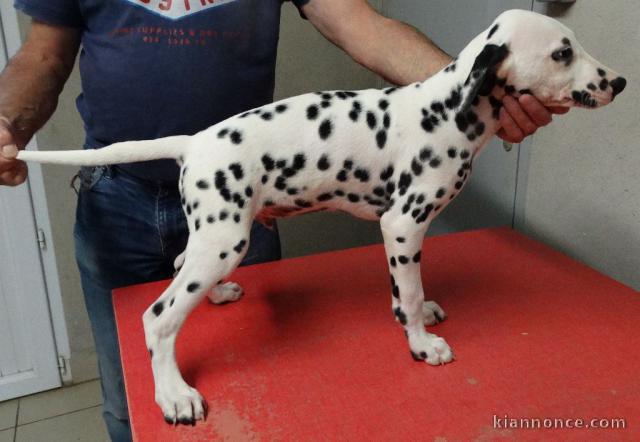 offre adorable chiots pure race  Dalmatien