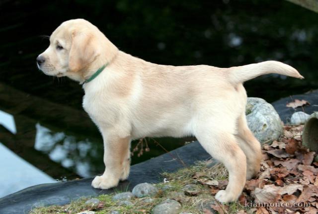 chiot labrador trois mois