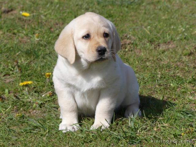 chiot labrador a donner