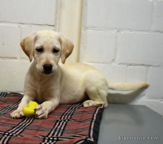 chiot golden-retriever trois mois