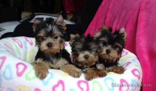 Magnifiques chiots yorkshire lof a donner 