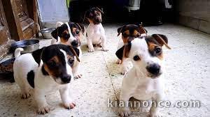 Magnifiques chiots jack russel lof 