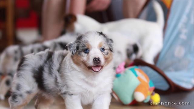 Magnifiques chiots berger australien lof 