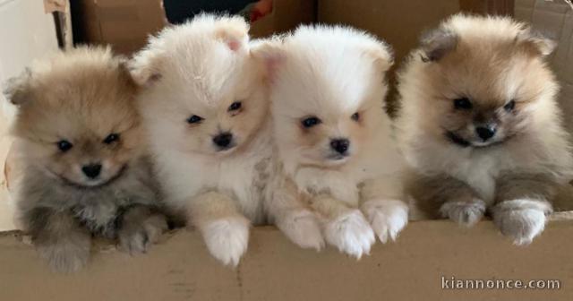 Magnifiques chiots spitz nain lof a donner 