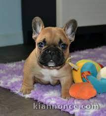 Magnifiques chiots bouledogue francais lof a donner 