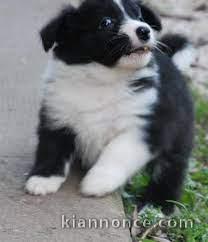 Magnifiques chiots border collie lof a donner