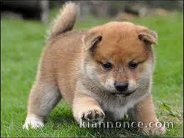 Magnifiques chiots shiba inu lof a donner 