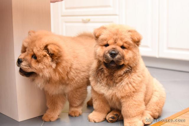 Magnifiques chiots chow chow lof a donner