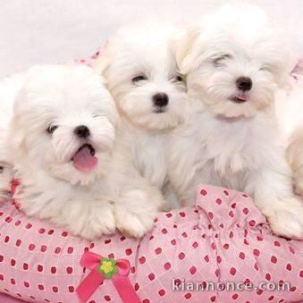 Magnifiques chiots bichon maltais lof a donner 