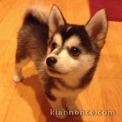 Magnifiques chiots pomsky lof a donner 