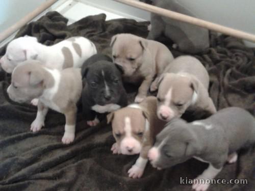 Magnifiques chiots american staffordshire lof a donner 