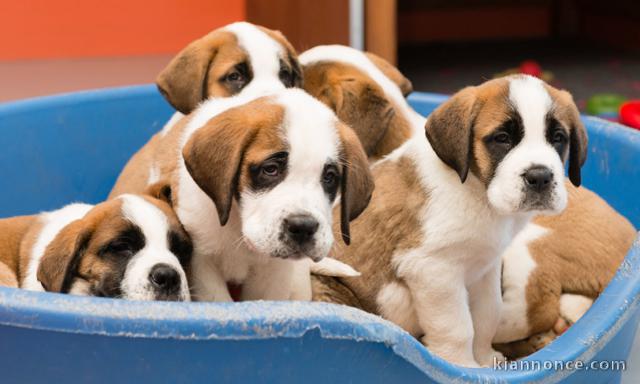 Magnifiques chiots saint bernard lof a donner 