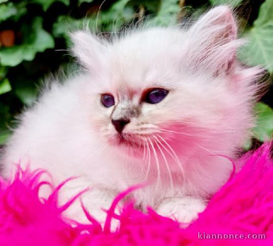 superbes chatons de race Sacre Birmanie LOOF