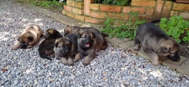 Magnifique Chiots Berger Allemand âgés de 03 Mois