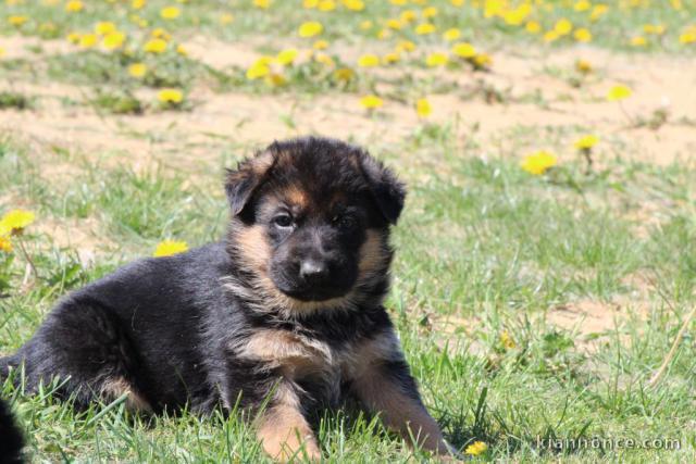 Magnifique Chiots Berger Allemand âgés de 03 Mois