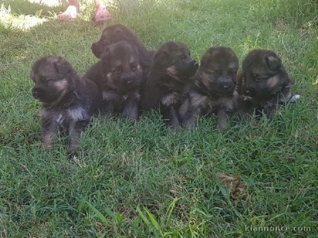 Magnifique Chiots Berger Allemand âgés de 03 Mois