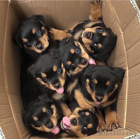 MAGNIFIQUES CHIOTS ROTTWEILER