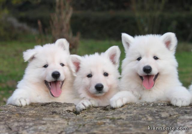 Chiots Berger Blanc Suisse