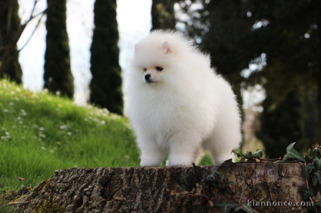 A donner contre bon soin une petite merveille Spitz nain