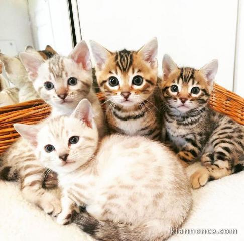 Superbes chatons du Bengals