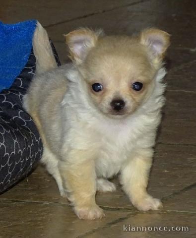 A donné chiot chihuahua beige/blanc femelle