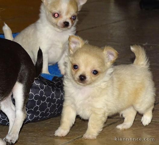 Donne Sublime mini mâle et femelle chihuahua LOF 3 mois