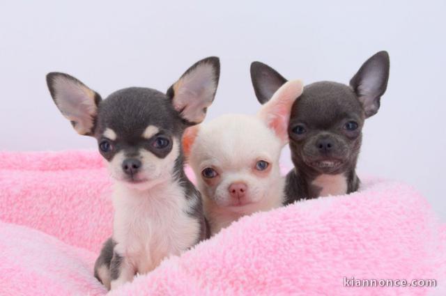 A Donner Chiot Chihuahua très belle femelle inscrit à lof
