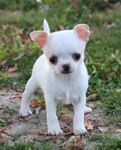 A Donner Chiot Chihuahua très belle femelle inscrit à lof