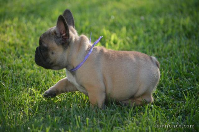 Chiot bouledogue français mâle et femelle à placer