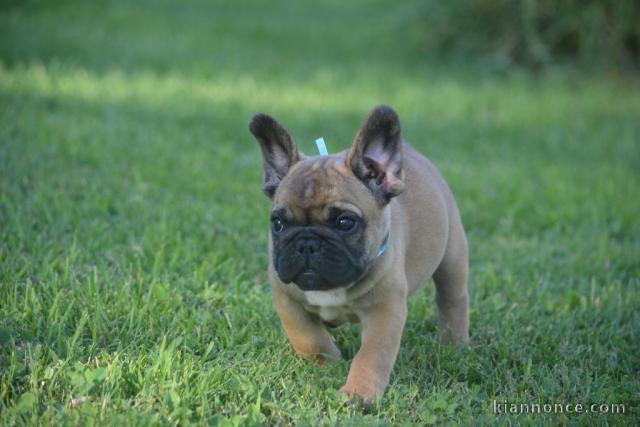 Chiot bouledogue français mâle et femelle à placer