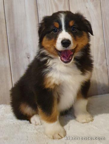 Offrez chiot berger australien femelle non lof