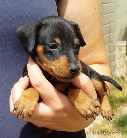 Chiot Pinscher nain Adorable