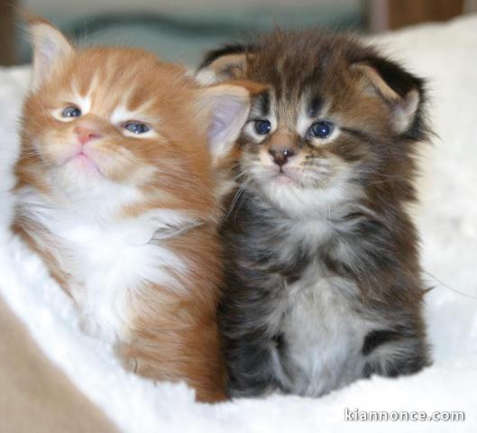 Chatons main coon a donner