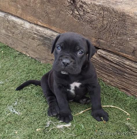 Canne Corse Lof Disponible a présent 4 chiots 