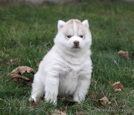 A donner chiot husky siberian femelle yeux bleu
