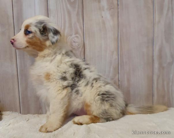 A donné chiot type berger australien femelle