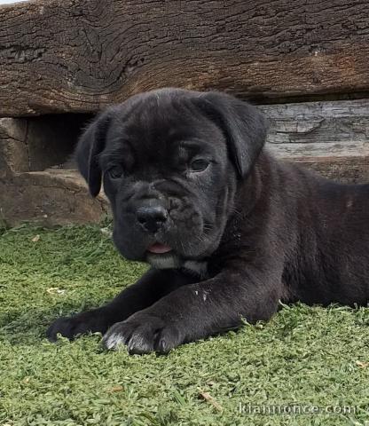 Canne Corse Lof Disponible a présent 4 chiots