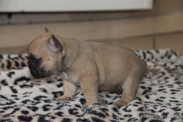 Je donnes chiot bouledogue français femelle