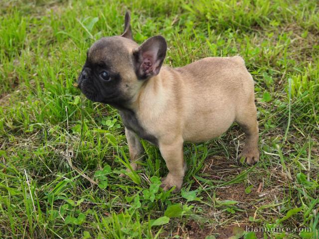 A donner chiot bouledogue français femelle