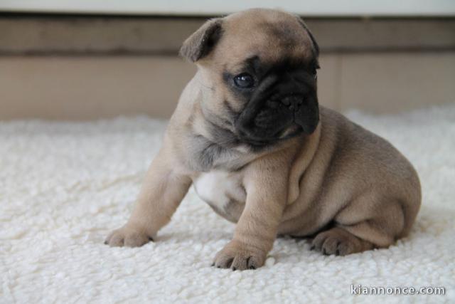 A donner chiot bouledogue français femelle