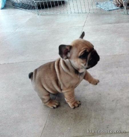 Je donnes chiot bouledogue français femelle