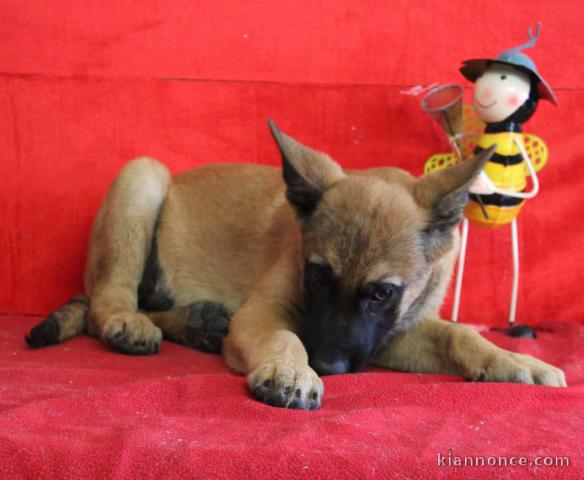 Chiot Berger Belge femelle et mâle âgé de 4 mois