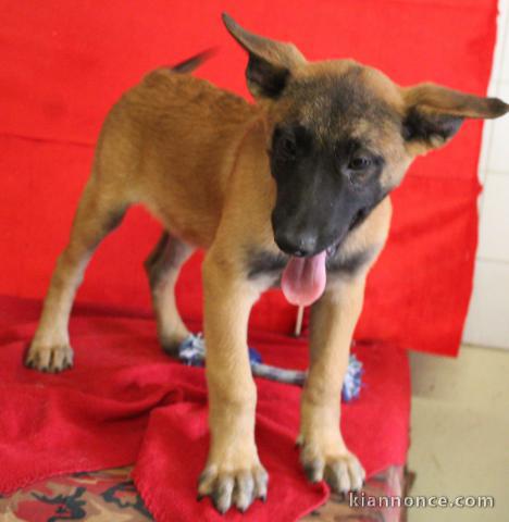 Chiot Berger Belge femelle et mâle âgé de 4 mois