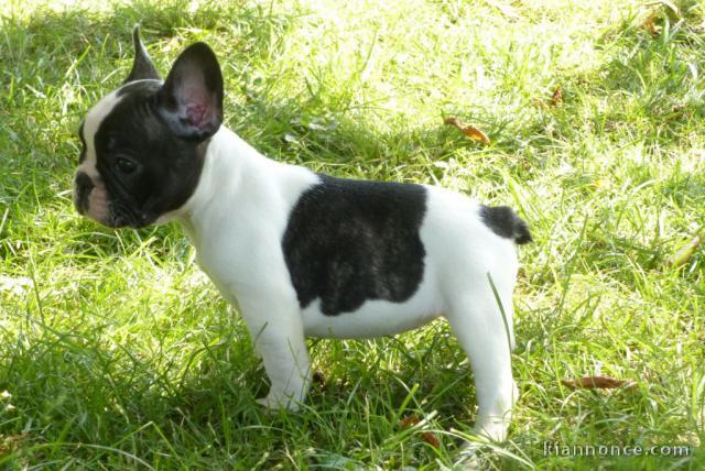 Chiot femelle type bouledogue français à adopter