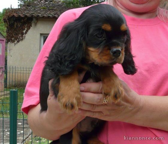 Chiot cavalier King charles spaniel mâle