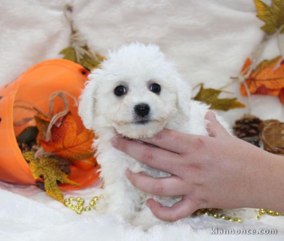 Chiot Bichon frisé femelle et mâle à donner