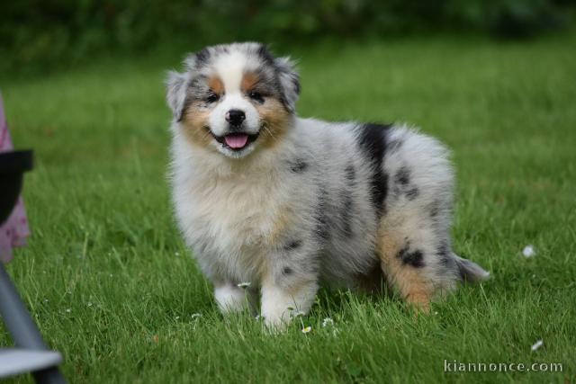 A donnez chiot berger australien femelle bleu merlé